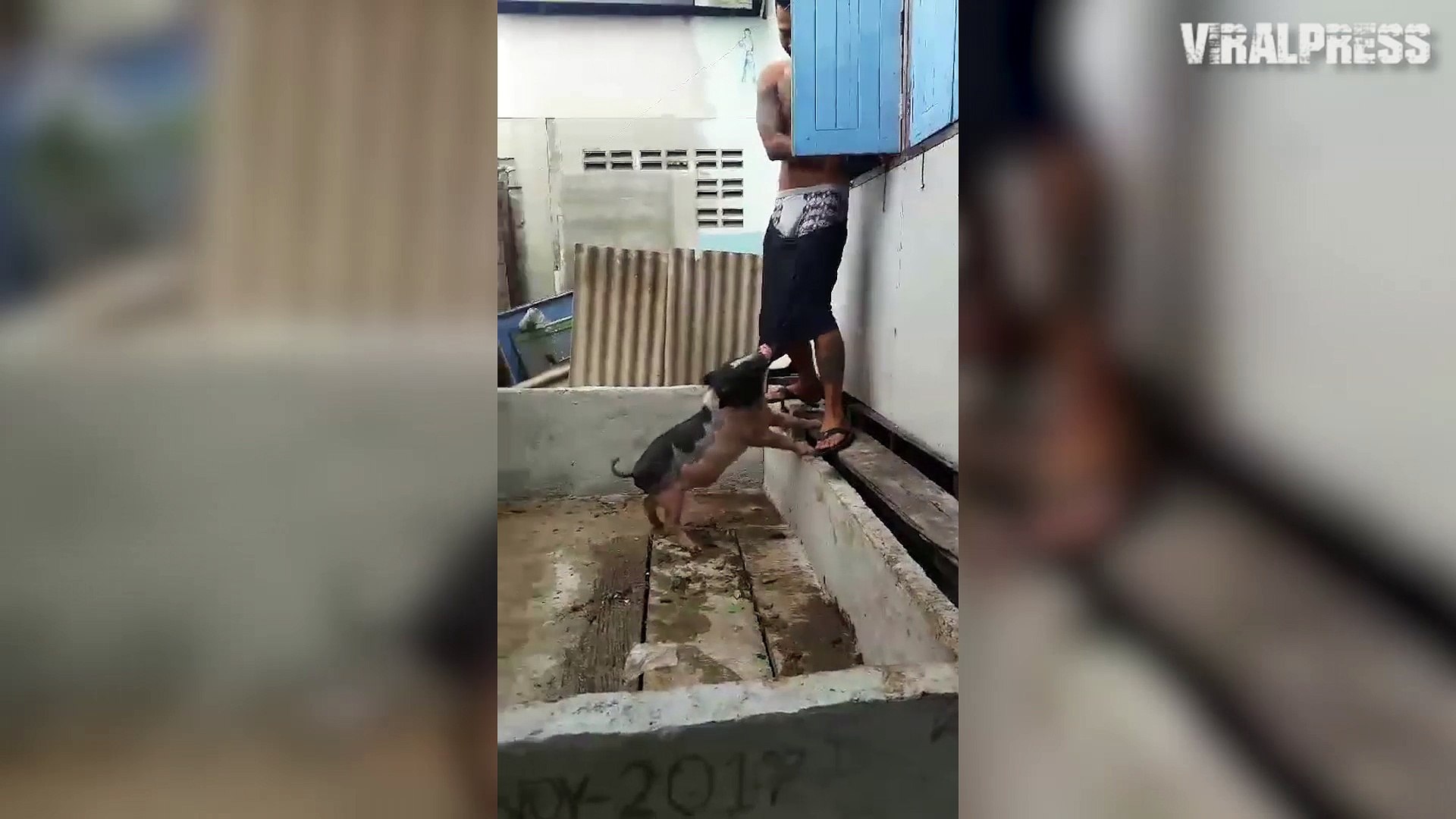 ⁣Pet Pig Pulls Down Owner's Shorts