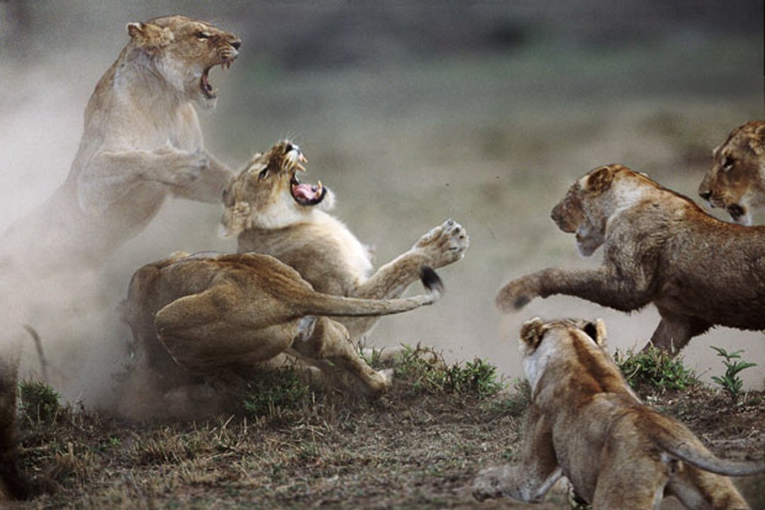 Wild Animals fight to the DEATH - Animals Attack Compilation 2017
