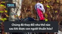 Những thay đổi của vật nuôi từ khi được thuần hóa