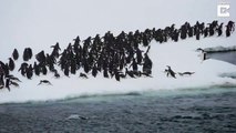 Excited Penguins Leap Out Of Ocean As They Make There Way To Their Winter Home