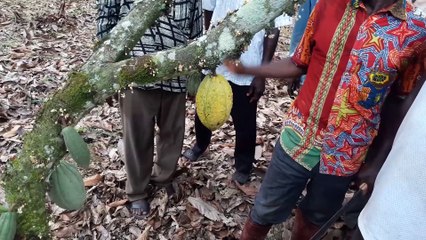 Callebaut : du fruit à la fève séchée de cacao