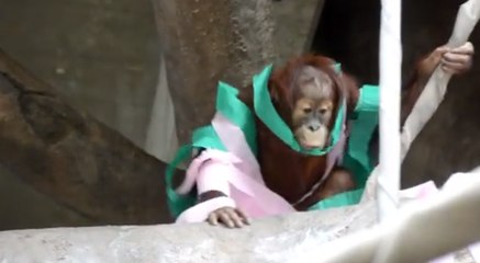Three-Year-Old Orangutan Celebrates Her Birthday With Special Treats