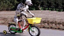 Cães Andando De Bicicleta - Incrível