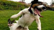 Brincando, Rindo E Zombando De Cachorro