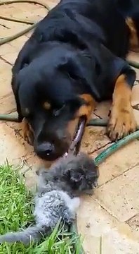 Ce gros chien prend soin d'un chaton comme son père !