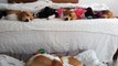Ces chiens font la sieste.. à la chaîne dans le lit !!