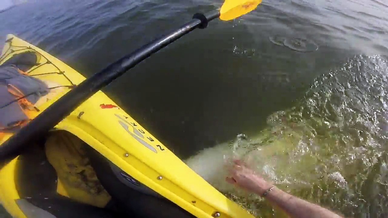 Il chante en Canoe Kayak et attire des baleines et les touche !