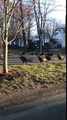 Ces dindes tournent en rond.. autour d'une carcasse de chat dans la rue !