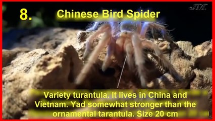 Most Poisonous Spiders in the World