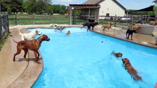 Happy Dogs Enjoy a Spring Swim