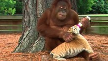Cenas Super Engraçadas Com Macacos