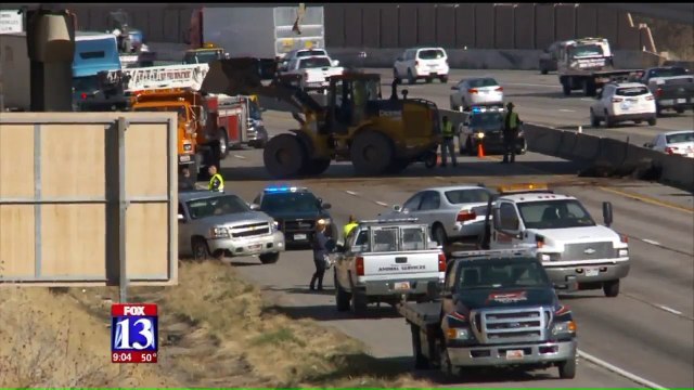 Rollover Crash Sends Cows Falling from Highway Overpass
