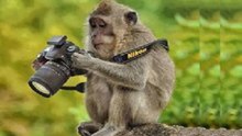 Para Rir Com Macacos Ladrões