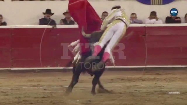 Un taureau plante sa corne dans l'entrejambe d'un torero