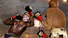 Cenas Top De Macacos Em Desporto E Ação