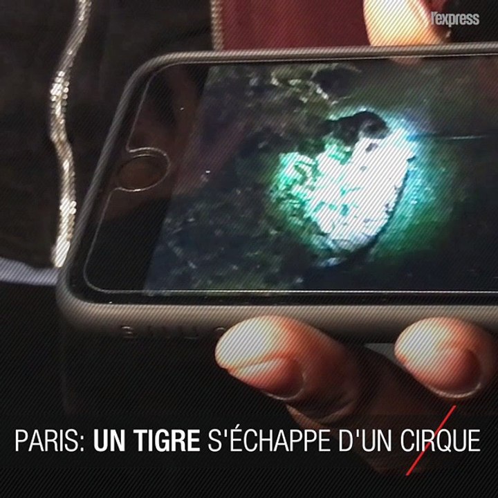 Un tigre s'échappe d'un cirque en plein Paris, son propriétaire le tue