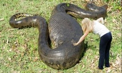 Anaconda Ou Sucuri - Um Bicho Impressionante!
