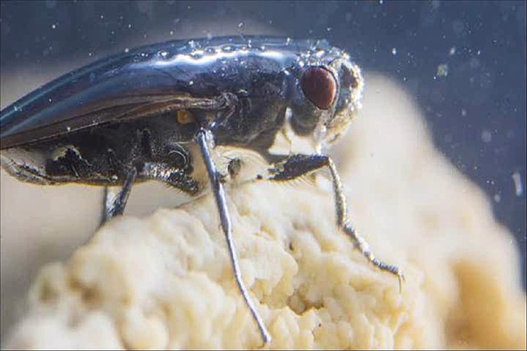 El extraño caso de las moscas del lago Mono, que bucean y salen