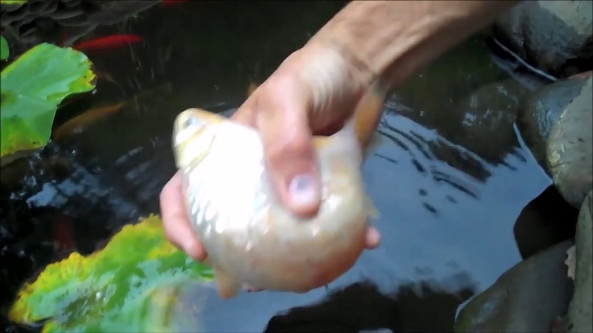 Voilà à quoi ressemble un poisson rouge enceinte! Très gros ventre - Vidéo  Dailymotion