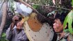 Ces cambodgiens ramassent du miel sur une ruche d'abeilles sauvage... Incroyable