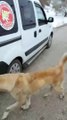 Ankara Patili Dağ'da Soğukta Aç Susuz Barınaksız Kalan Hayvanlara Yemek Götürüp Durumu Görüntüleyen Güzel İnsanlar