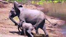 10 Unbelievable Animals That Saved Other Animals-NTcw012d2ag.CUT.01'09-01'45