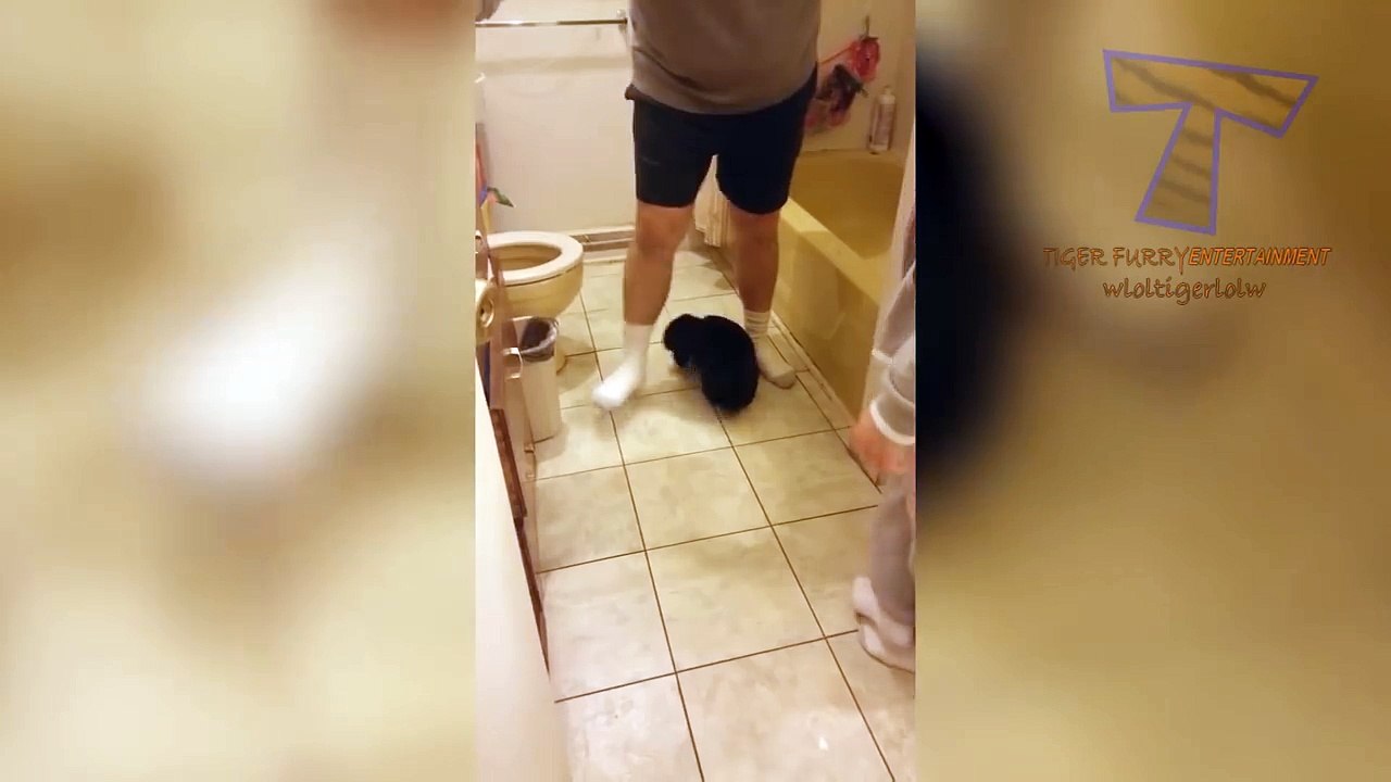 I PROMISE that YOU will get A LAUHG ATTACK - FUNNY ANIMAL compilation-WKHI9dByFHc.CUT.06'59-07'35
