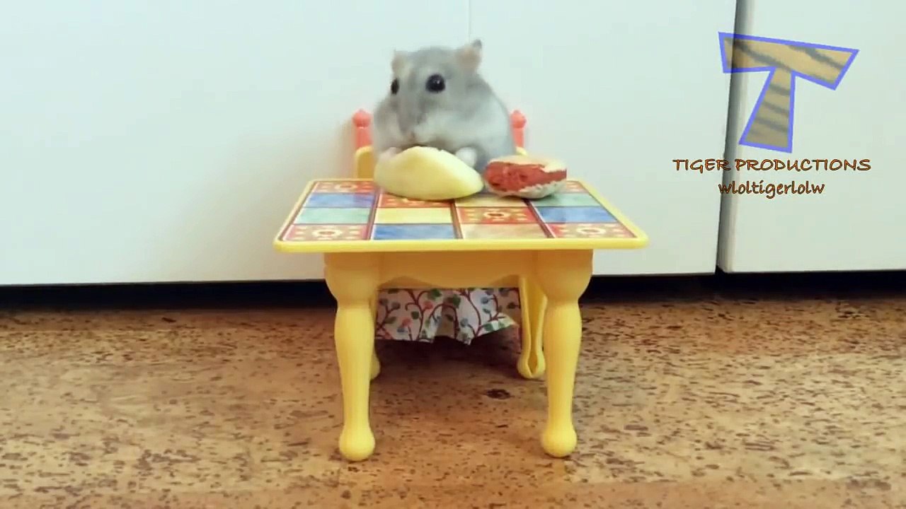 Super HARD TRY NOT TO LAUGH CHALLENGE - Funny ANIMAL compilation-NOhyduxTOGo.CUT.08'44-09'20