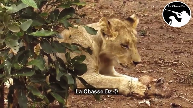 أسد ينقد صغير الإمبالة من الفهد ! مقطع يستحق المشاهدة-MXXRKAmDYKA.CUT.01'44-02'20