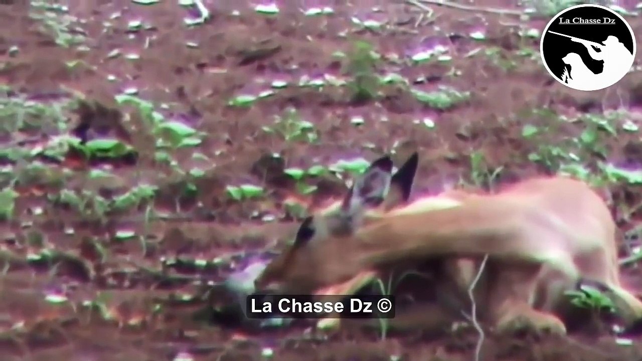 أسد ينقد صغير الإمبالة من الفهد ! مقطع يستحق المشاهدة-MXXRKAmDYKA.CUT.00'34-01'10