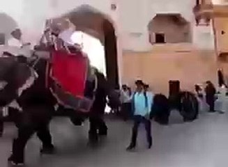 elephant kick