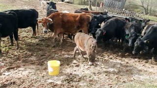 Holy Cow! _ Funny Animals Compilation-SaHacbZ0wto.CUT.00'00-00'35
