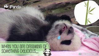 【PandaTop3】Funny Moments Of The Panda Cubs! _ iPanda-ONxmGInWRuA.CUT.00'00-00'35