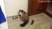 Cats scared of Cucumbers Compilation - Cats Vs Cucumbers - Funny Cats-cNycdfFEgBc.CUT.01'09-01'45