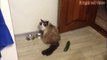 Cats scared of Cucumbers Compilation - Cats Vs Cucumbers - Funny Cats-cNycdfFEgBc.CUT.01'09-01'45