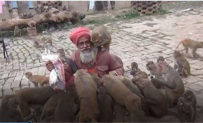 குரங்குகளோடு வாழும் மங்கி மேன்.. உ.பியை கலக்கும் தாடி வைத்த தாத்தா!- வீடியோ