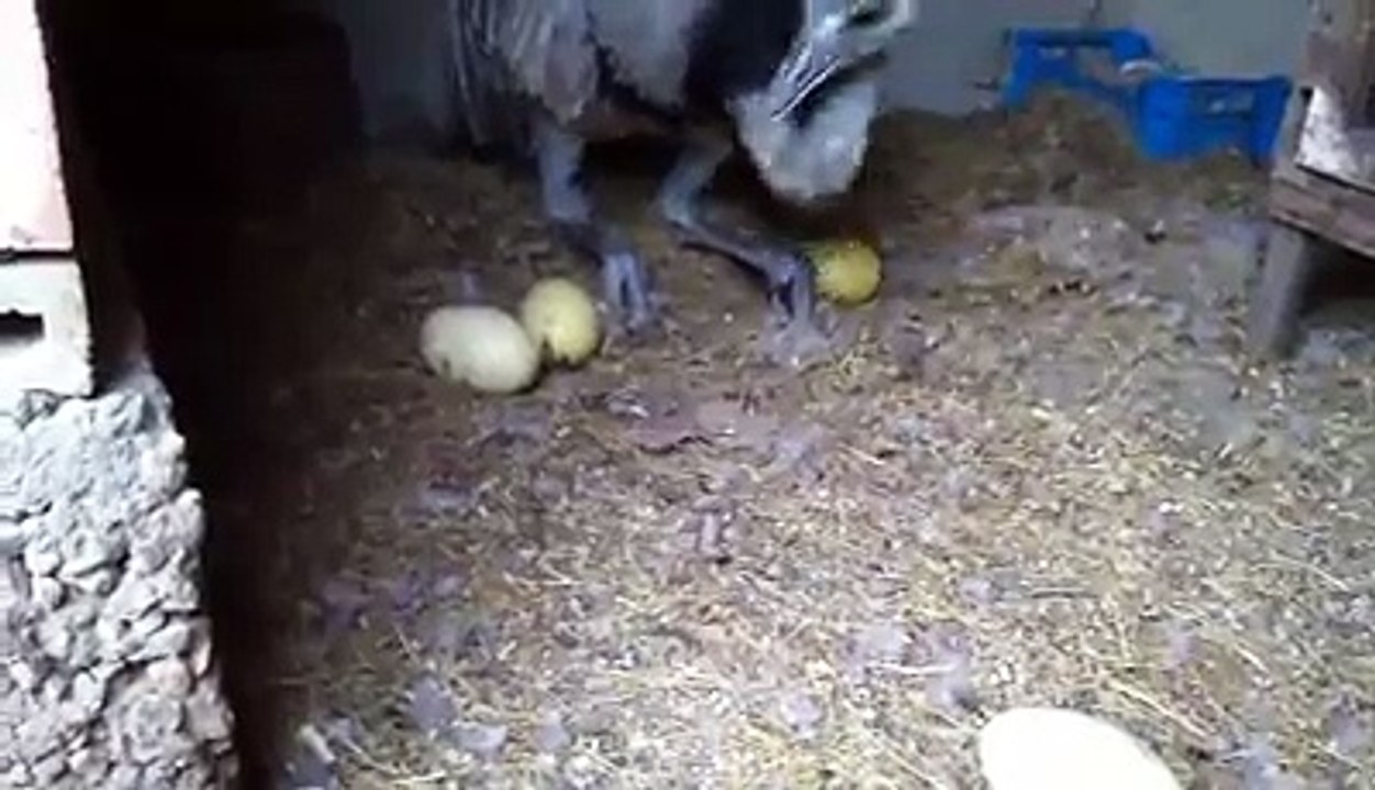 ostrich nesting behavior by Taimoor....