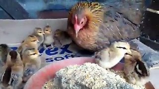 Bantam sablepoot hen with new chicks by Taimoor...