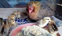 Bantam sablepoot hen with new chicks by Taimoor...