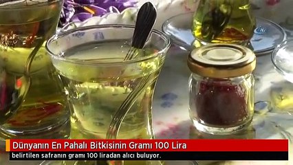 Dünyanın En Pahalı Bitkisinin Gramı 100 Lira