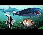 Wrong Heads Body Funny Learn Sea Animals Shark Names