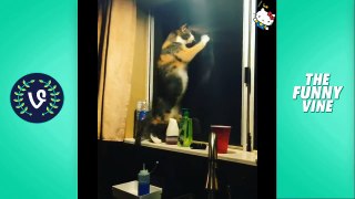 Funny Cats Compilation 2016  - Best Funny Cat Videos Ever _ Funny Vines-njSyHmcEdkw.CUT.00'34-01'10