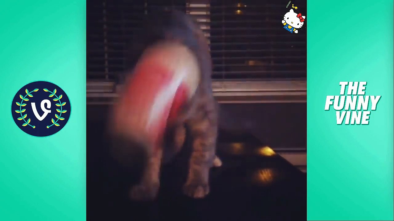 Funny Cats Compilation 2016  - Best Funny Cat Videos Ever _ Funny Vines-njSyHmcEdkw.CUT.01'09-01'45