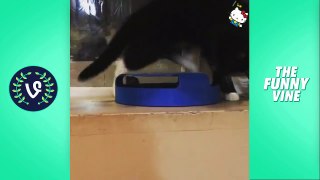 Funny Cats Compilation 2016  - Best Funny Cat Videos Ever _ Funny Vines-njSyHmcEdkw.CUT.01'44-02'20