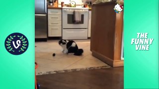 Funny Cats Compilation 2016  - Best Funny Cat Videos Ever _ Funny Vines-njSyHmcEdkw.CUT.02'19-02'55