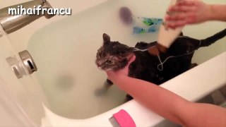 Cats Saying 'No' to Bath - A Funny Cats In Water Compilation-Wmz0wGx5sq8.CUT.00'34-01'10