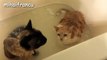 Cats Saying 'No' to Bath - A Funny Cats In Water Compilation-Wmz0wGx5sq8.CUT.01'09-01'45