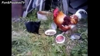 Top Funny Rooster Videos Compilation 2017 [BEST OF]-oyjudDU4cvY.CUT.00'34-01'10