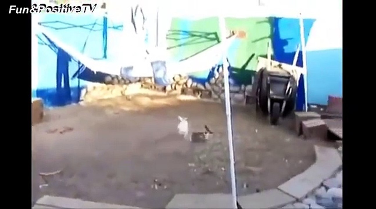 Top Funny Rooster Videos Compilation 2017 [BEST OF]-oyjudDU4cvY.CUT.01'09-01'45