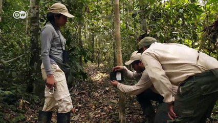 Saving turtles in Peru | Global 3000